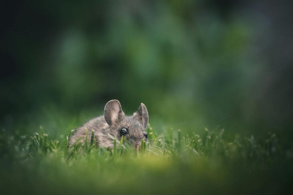 Cute mouse peeking through grass in a lush garden, capturing a sense of curiosity and nature's charm.
